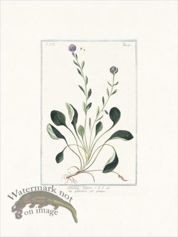 Bonelli 697 Common globe daisy